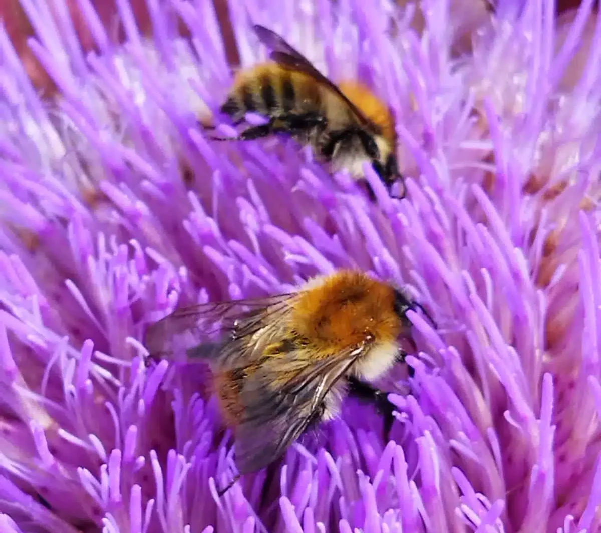 Gros plan de 2 Abeilles butinant des fleurs violette au potager du PSG