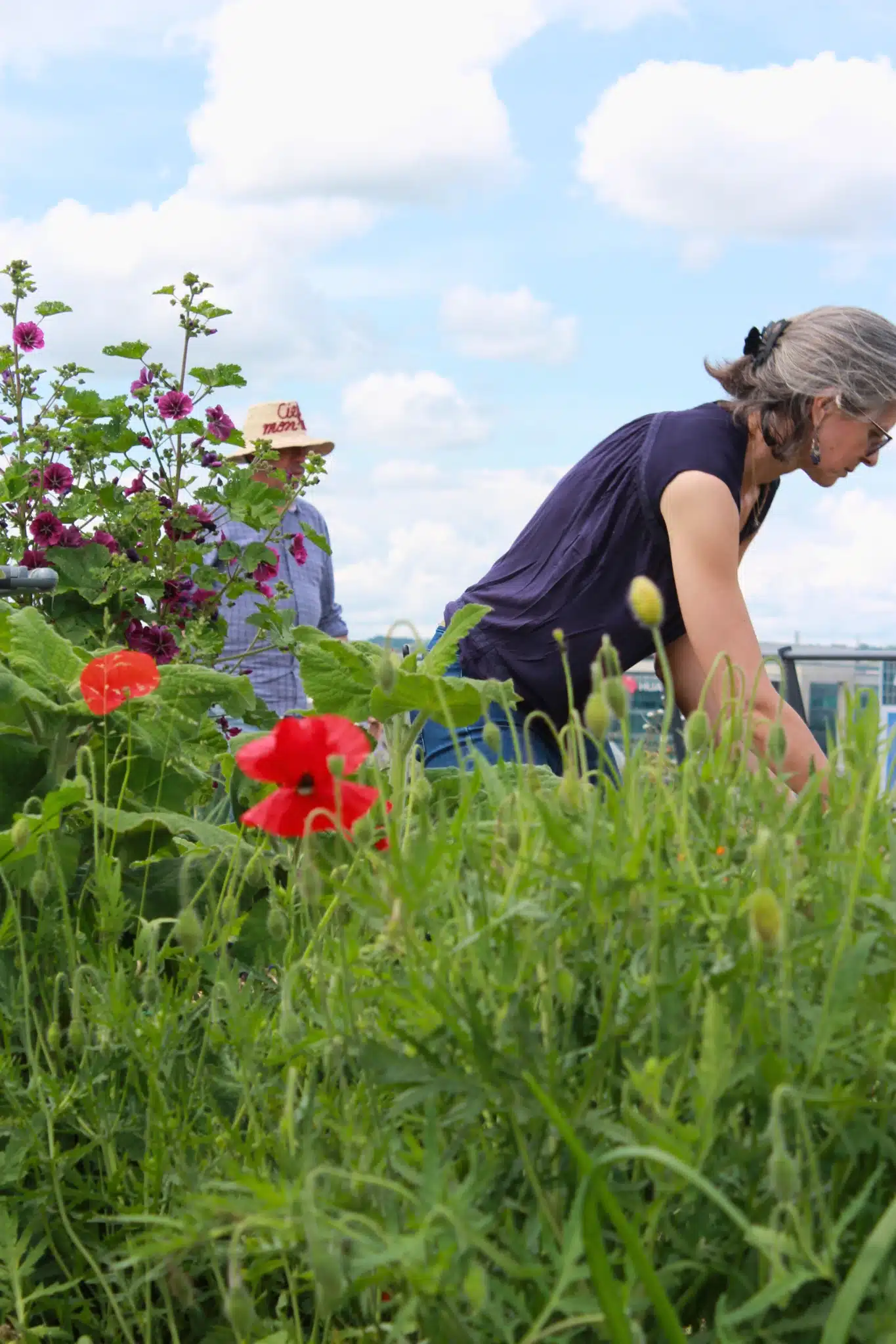 Collaborateurs au potager sur le toit du siège de Canal+